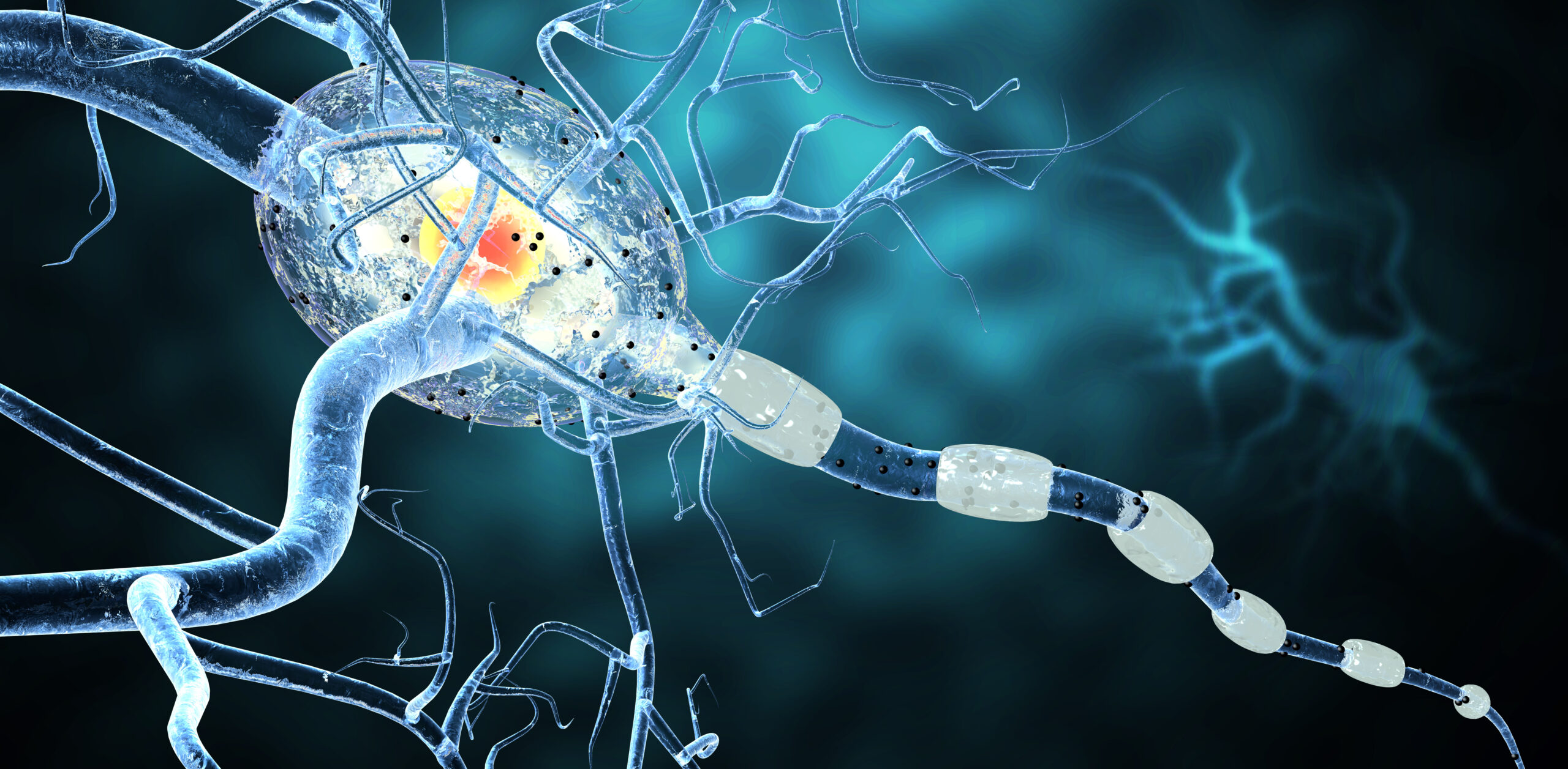 3d medical illustration, nerve cells. Neurons concept for Neurological Diseases, tumors and brain surgery.